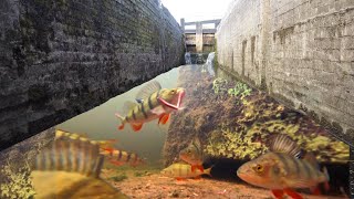 Fishing Canal LOCKS With An UNDERWATER CAMERA So many FISH [upl. by Assele459]