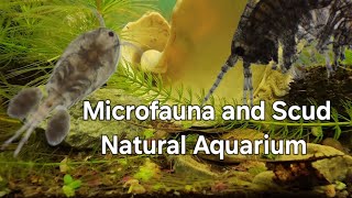 Natural Microfauna Aquarium  Scud and Isopod Tank [upl. by Aneret938]