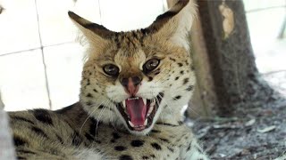 Welcome Our Newest Serval [upl. by Gnep]