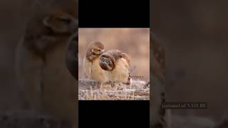 Why owls cannot rotate there eyes By national of NATURE  animalshorts viralfeeds wildlife [upl. by Felipa]