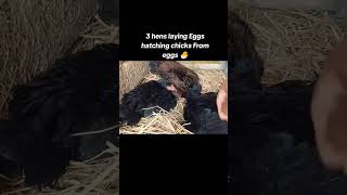 3 hens laying 🥰 eggs hatching chicks from eggs 🥵 Roster Aseel murga 🥰 [upl. by Nylednarb]