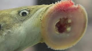 What are lampreys [upl. by Fugere572]