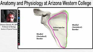 Bones of the Shoulder Girdle Clavicle and Scapula [upl. by Ttennej]