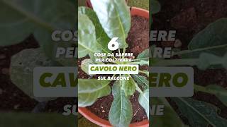 Coltivare CAVOLO NERO sul balcone  6 cose sa sapere [upl. by Alurd707]