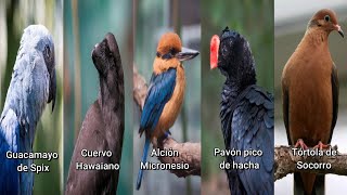 5 Aves Extintas en Estado Silvestre y sus Cantos [upl. by Notsnarc]