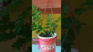 Beautiful Hanging FernSporesVascular Plant Ideahanginggardeningaestheticsviralshortsytshort [upl. by Onin]