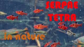 Serpae tetra Hyphessobrycon eques in nature  The natural habitat of common tetras [upl. by Marco]