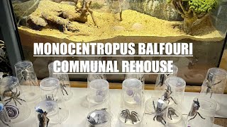 FINAL Rehouse  Monocentropus balfouri communal x2 [upl. by Colwen613]