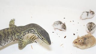 Argus Monitor eats hamsters [upl. by Weinreb]