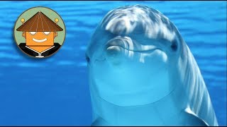 QUÉ PASA CON LOS DELFINES  Mini documental [upl. by Aihsot]