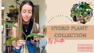 Hydroponic Houseplant Collection  Calming Watering Videos  Water Propagation Plant Tips ASMR [upl. by Hsetirp951]