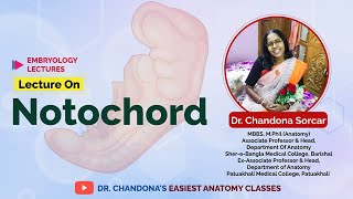 Lecture On Notochord [upl. by Ennaecarg]