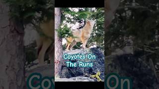 Coyotes encounters during my runs [upl. by Davie368]