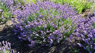 Lavandula Imperial Gem⭐Top Rated Award Winning Superb Performing Lavender [upl. by Irim]