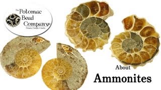 About Ammonites [upl. by Phi798]