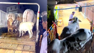 HASEEN COLLECTION KE UNLOADING LIVE😍😎  ZOHAIB VOHRA KE QURBANI KAY BULLS❤️🥳❤️GHEENI LOVERS AJAO [upl. by Gillmore]