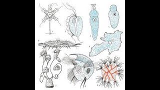 خاصية مهمة Les protozoaires  mode de nutrition [upl. by Mary]