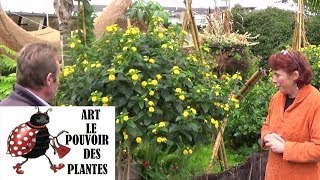 chaine tv de Jardinage lantana Comment monter un lantana sur tige Plante annuelle ou vivace [upl. by Aya]