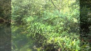 Cryptocoryne ciliata in Thailand 【DIscoveryPlanet】 [upl. by Tertia]