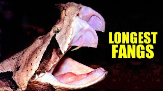 Gaboon Viper Facts the LONGEST SNAKE FANGS 🐍 Animal Fact Files [upl. by Luana]