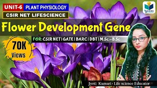 Flower Development Genes in Arabidopsis  CSIRNET  GATE  BARC  Plant Biology [upl. by Einaej]