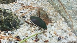 Insect  Diving Beetle Cybister japonicus  곤충  물방개 [upl. by Goodard423]