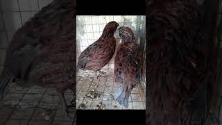 imaginedragons bobwhite codornasgigantes perdizdavirginia birds shortvideo reelsinstagram [upl. by Annabell453]