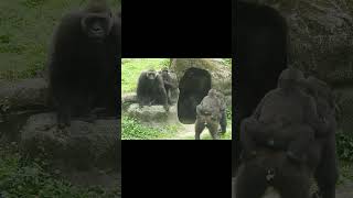 Gorilla Tayari scream Taipei Zoo 台北市立動物園 大猩猩 大叫 [upl. by Atekan]