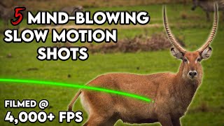 We Took a 200K Camera Bow Hunting  TOP 5 Archery Shots in Slo Motion [upl. by Zaob140]