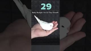 1 day to 32 days growth birds budgies SDBIRDFARM viralbirds youtube viralvideo [upl. by Ahsieken]