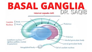 Basal Ganglia  Structure and Function  Neuroanatomy [upl. by Slerahc]