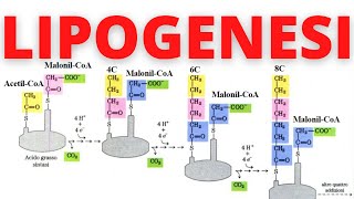 Lipogenesi sintesi acidi grassi biochimica semplificata 👌 [upl. by Gustafsson232]