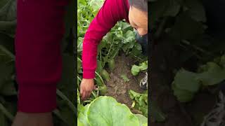 Green radish is very crisp and tasty and we cultivate it naturallytrending agriculture farming [upl. by Bratton]