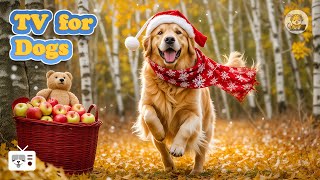 🔴 DOG TV amp Calming Music for Dogs with Anxiety Soothing Lullabies for Anxious and Stressed DogsNEW [upl. by Ayoted]