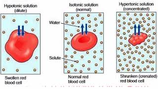 Types of solutionshypertonic hypotonic and isotonic explained [upl. by Ronoel644]