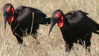 Africas Birds  Ground Hornbill amp Marabou Stork [upl. by Asia]