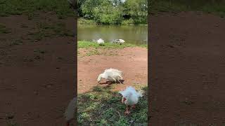 Sebastopol geese nature sebastopol geese youtubeshorts hcocochannel hcococ [upl. by Yrek]