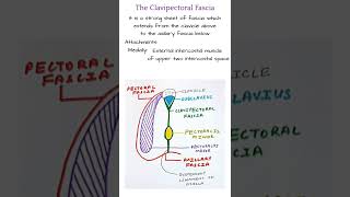 Clavipectoral fascia shorts 15 [upl. by Xenos856]