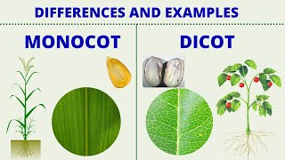 MONOCOT vs DICOT  Differences between Monocotyledon and Dicotyledon with Examples  Science Lesson [upl. by Nojed]