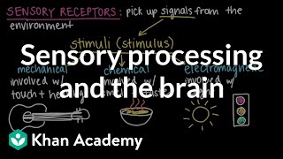 Sensory processing and the brain  Cells and organisms  Middle school biology  Khan Academy [upl. by Hershell165]