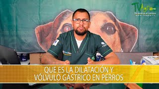 Que es la Dilatacion y Volvulo Gastrico en Perros  TvAgro por Juan Gonzalo Angel Restrepo [upl. by Salis]