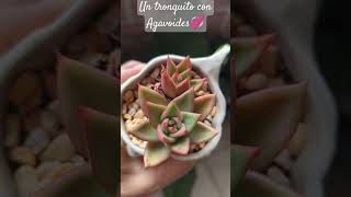 Agavoides💞🥰unshortunamaceta [upl. by Nairbal163]