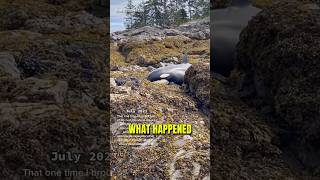 They Tried To Save An Orca Whale [upl. by Nerro]