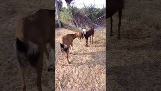 Goat Sounds Video St Goat Farming  bakri goat shorts [upl. by Attenal815]