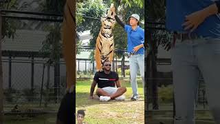 tiger lion animals wildlife pets music dance love song dancer [upl. by Curley]