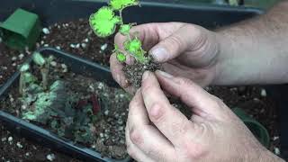 Potting up begonia leaf cuttings [upl. by Regni]