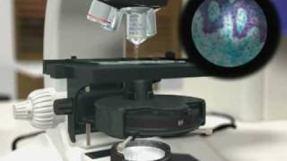 Kohler Illumination  Dr Othon Gervasio  3D Scientific Animation [upl. by Adnylam618]