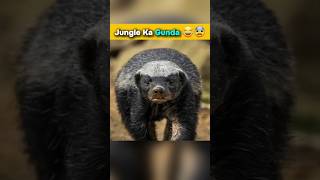 जंगल ka Gunda Honey Badger 😨😲 Fearless animal on Earth facts factsinhindi shorts viral [upl. by Sexton]