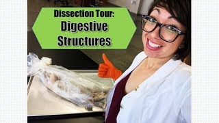 Dissection Tour Digestive Structures [upl. by Deaner]