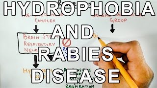 Why does Rabies cause HYDROPHOBIA  Mechanism Behind It [upl. by Anwahsad]